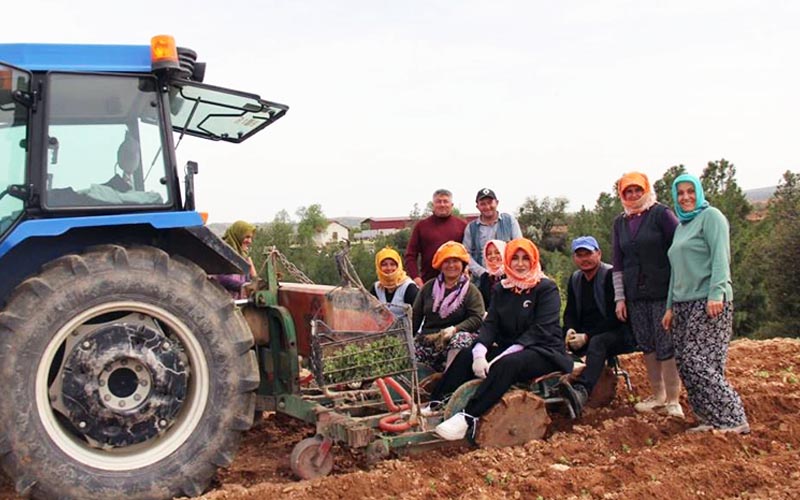 Kadın kaymakam tarlada: Poşu takıp, kekik dikti