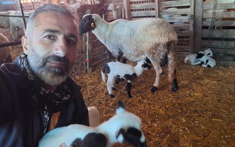 Koyunda melezleme yöntemiyle verimi artırdılar