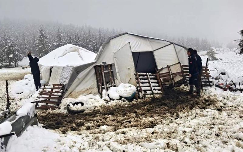Kardan çöken çadırda mahsur kalan hayvanlar kurtarıldı