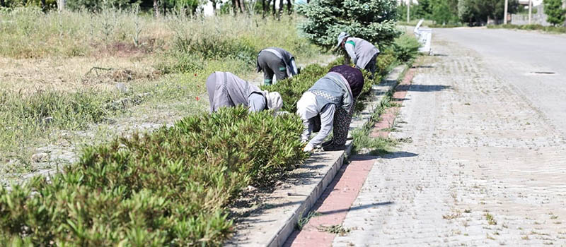 Pamukkale Belediyesi yabani ot  temizliği