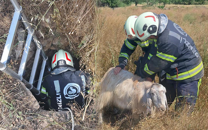 Keçiler kuyuya düştü, itfaiye ekipleri kurtardı