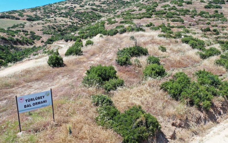 Yanan orman sahası bal ormanına dönüştürülüyor
