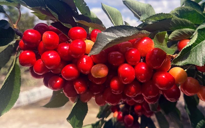 Honaz kirazında hasat başladı