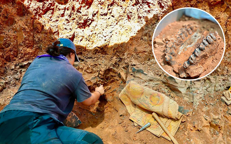 Tavas’ta 700’ün üzerinde fosil bulundu