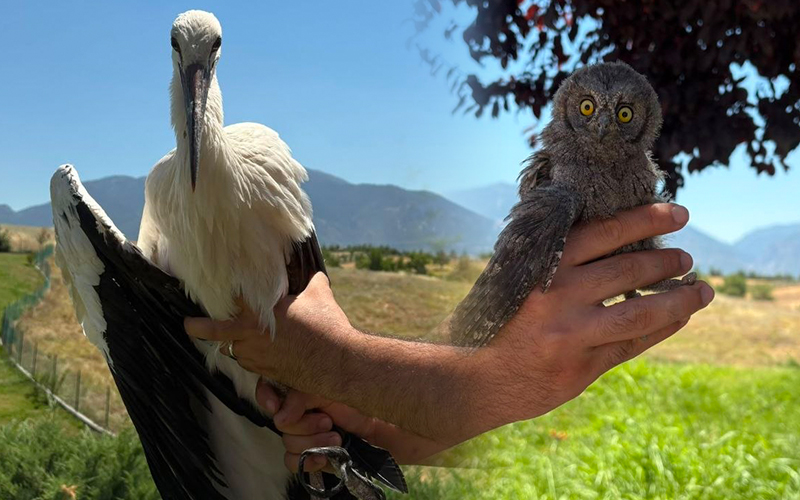 Yaralı bulundular, tedavi edilip doğaya salındılar