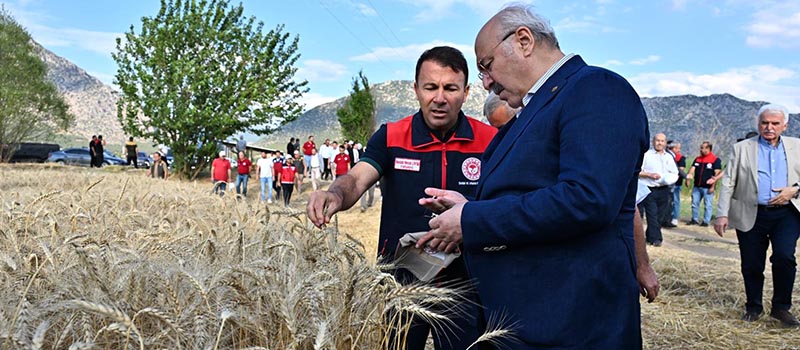 Denizli'de hububat hasadı etkinliği düzenlendi