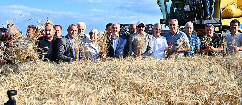 Denizli'de hububat hasadı etkinliği düzenlendi
