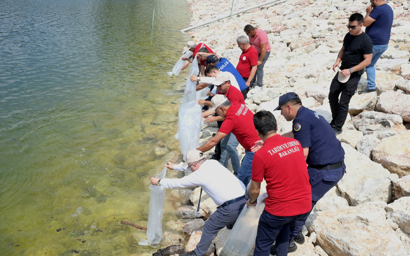 Baraj gölleri ve göletlere 1 milyondan fazla yavru sazan bırakıldı