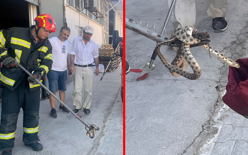 Davetsiz misafiri itfaiye ekibi yakaladı