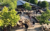 Hayvan pazarı süresiz kapatıldı